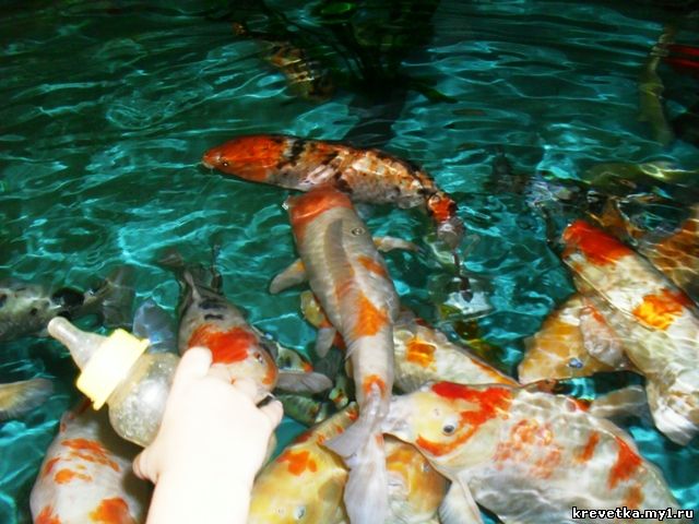 Харбин.Полярный океанариум.Рыбки которых можно покормить из бутылочки с соской.
