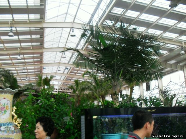 Янцзы.Ботанический сад.